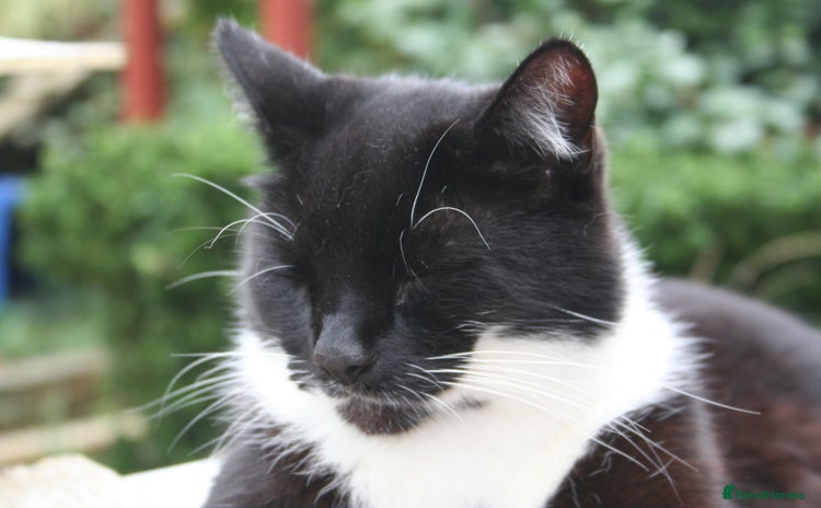 Mixed Breed cats - Advert 4
