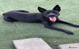 Mixed Breed dogs for adoption: Loving Beatrix looking For LOVE - Image 5