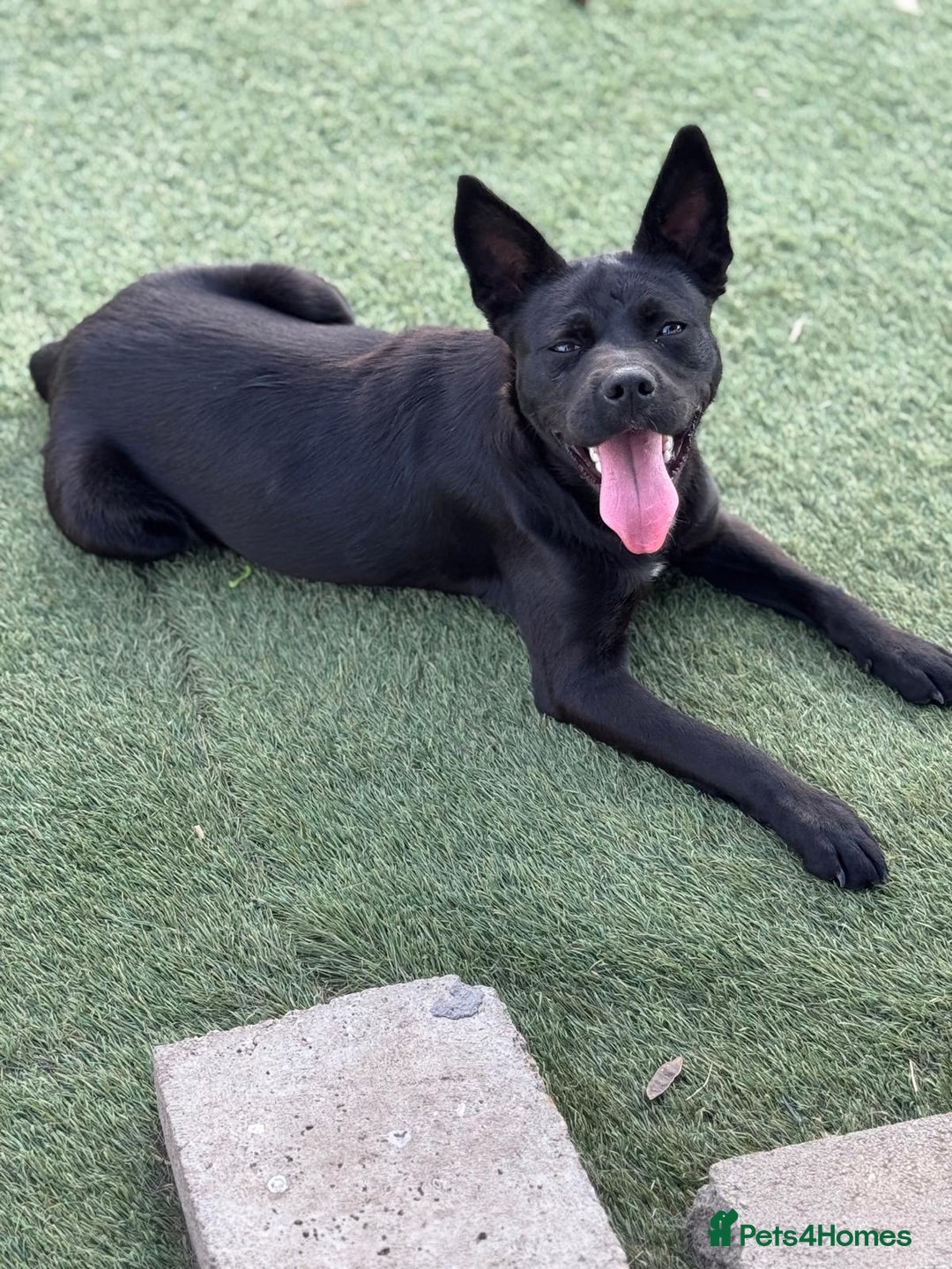 Mixed Breed dogs for adoption: Loving Beatrix looking For LOVE - Image 5