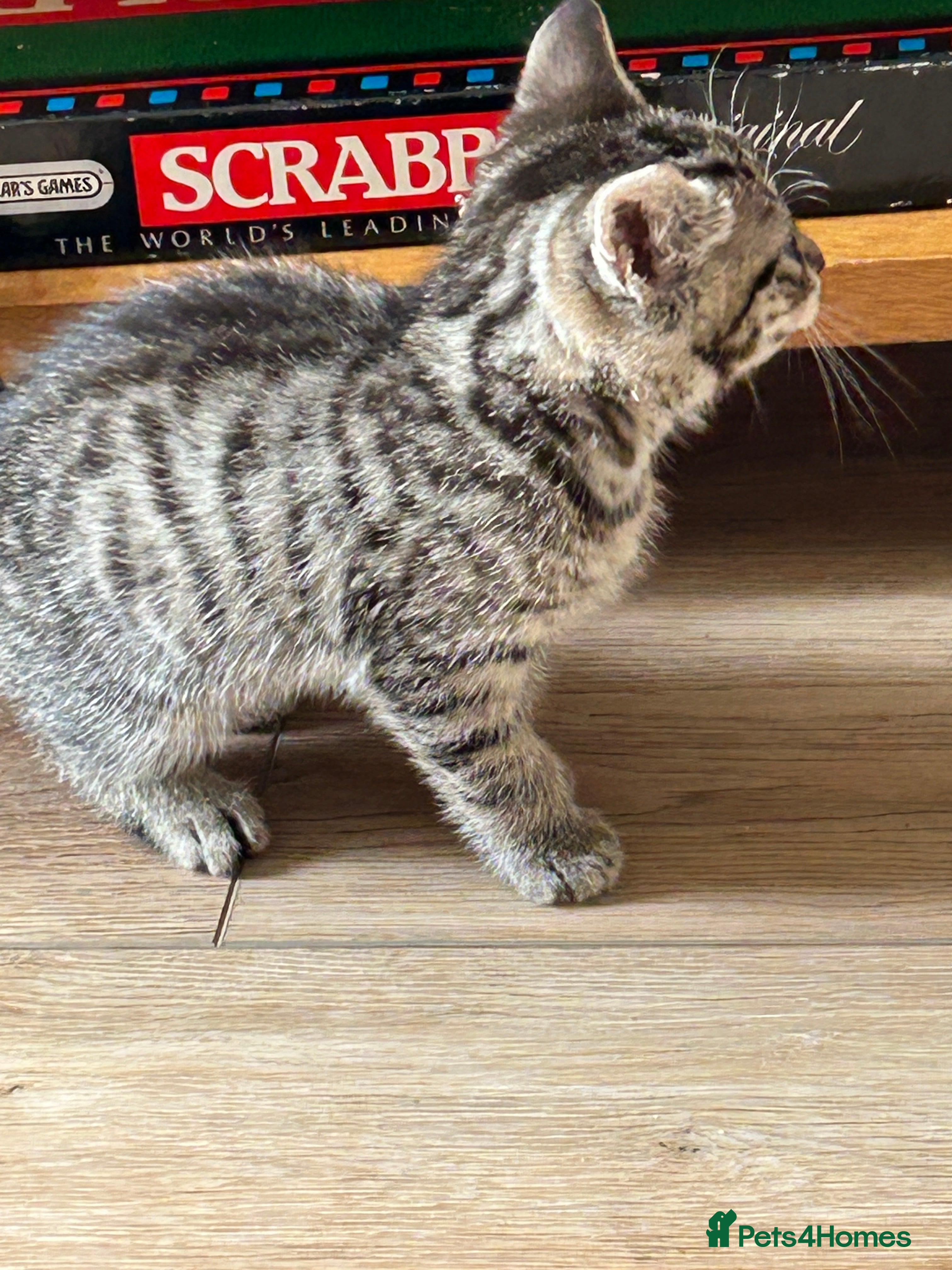 Mixed Breed cats Part Bengal & mixed, 2 black & white, 1 tabby male - Advert 2
