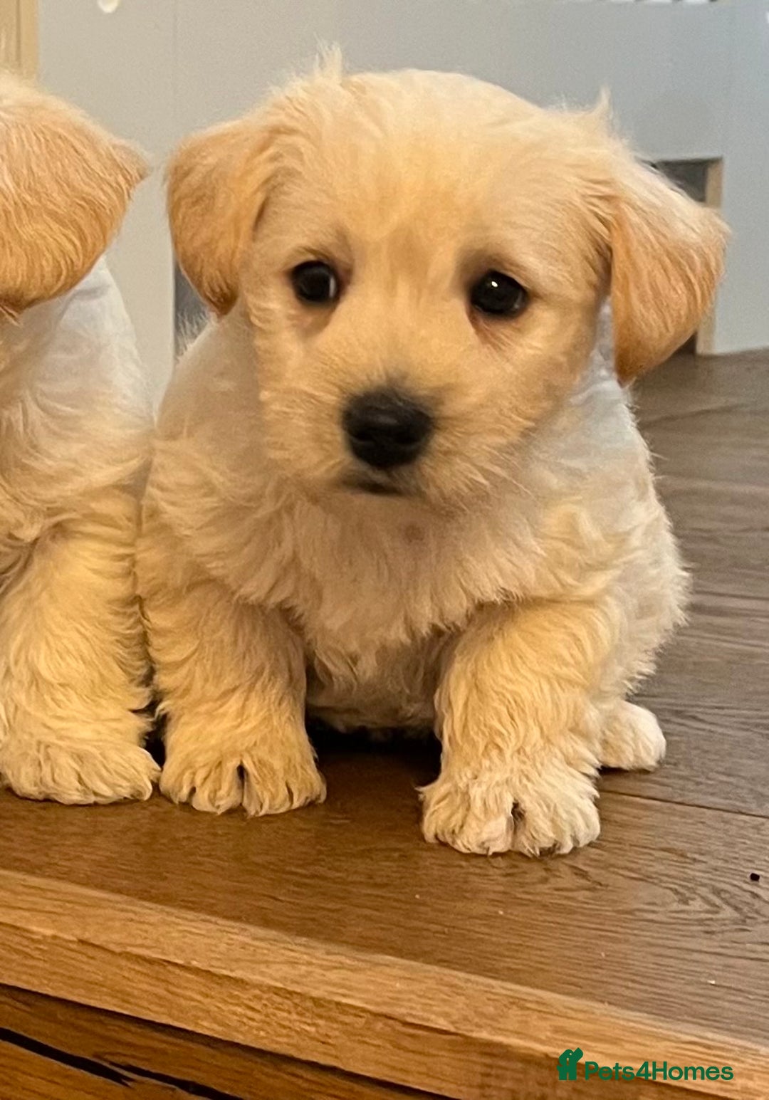 West Highland Terrier dogs for sale: Beautiful westiepoo puppies  - Advert 5