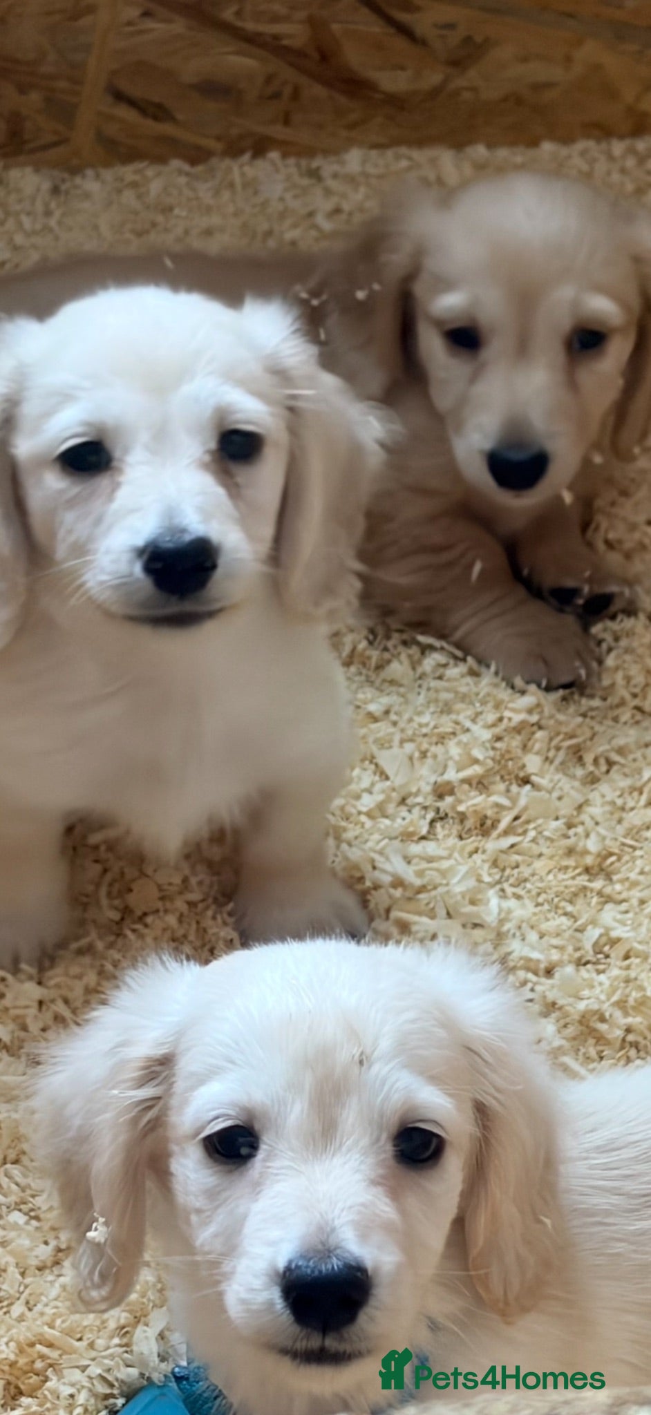 Miniature Dachshund dogs READY NOW Long coat Cream miniature dachshunds - Advert 13