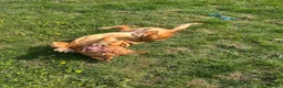Dogue De Bordeaux dogs for sale: Dogue De Bordeaux Girl - Advert 3