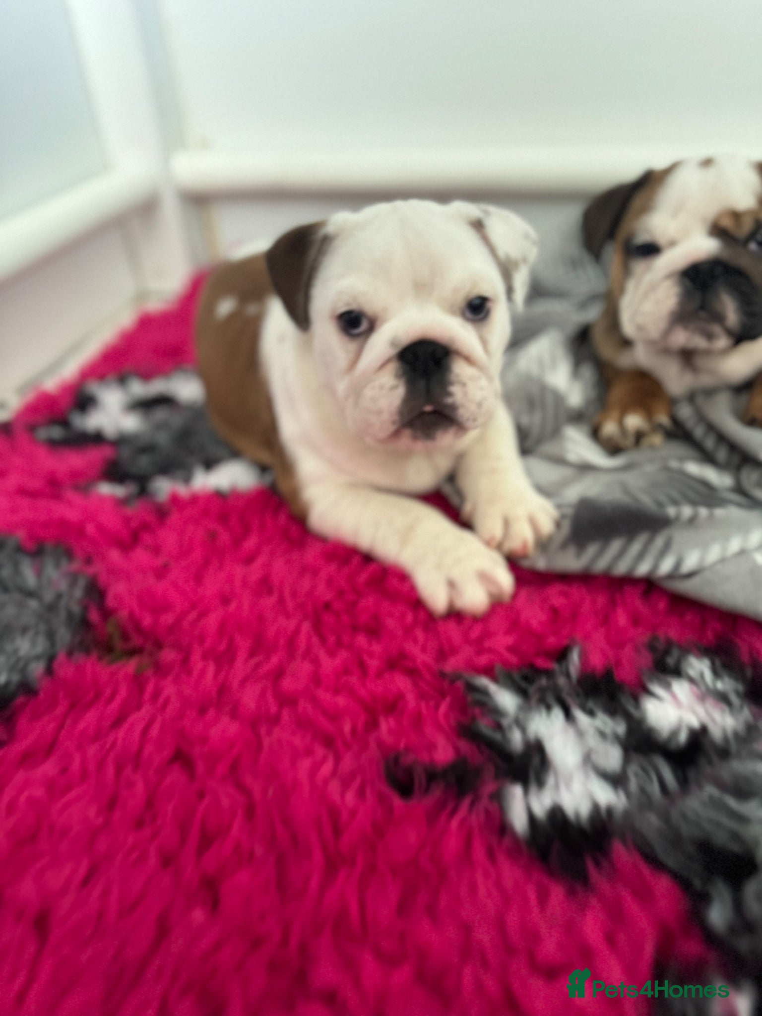 English Bulldog dogs KC REG Red/White Bulldog Pups READY TO GO!!!!   - Advert 3