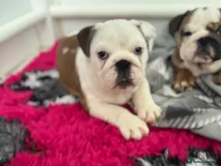 English Bulldog dogs KC REG Red/White Bulldog Pups READY TO GO!!!! - Advert 3