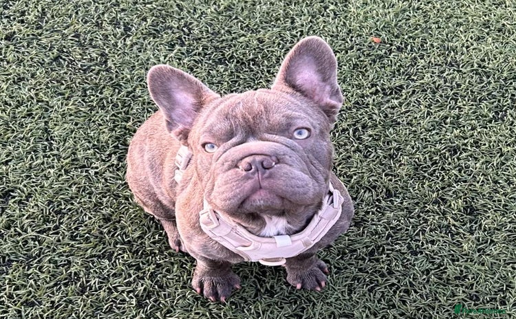 French Bulldog dogs - Advert 6