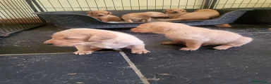 Labrador Retriever 6