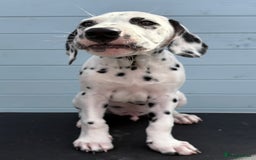 Dalmatian dogs for sale: One gorgeous KC registered Dalmatian puppy - Image 3