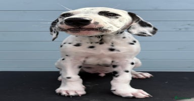 Dalmatian dogs - Advert 2