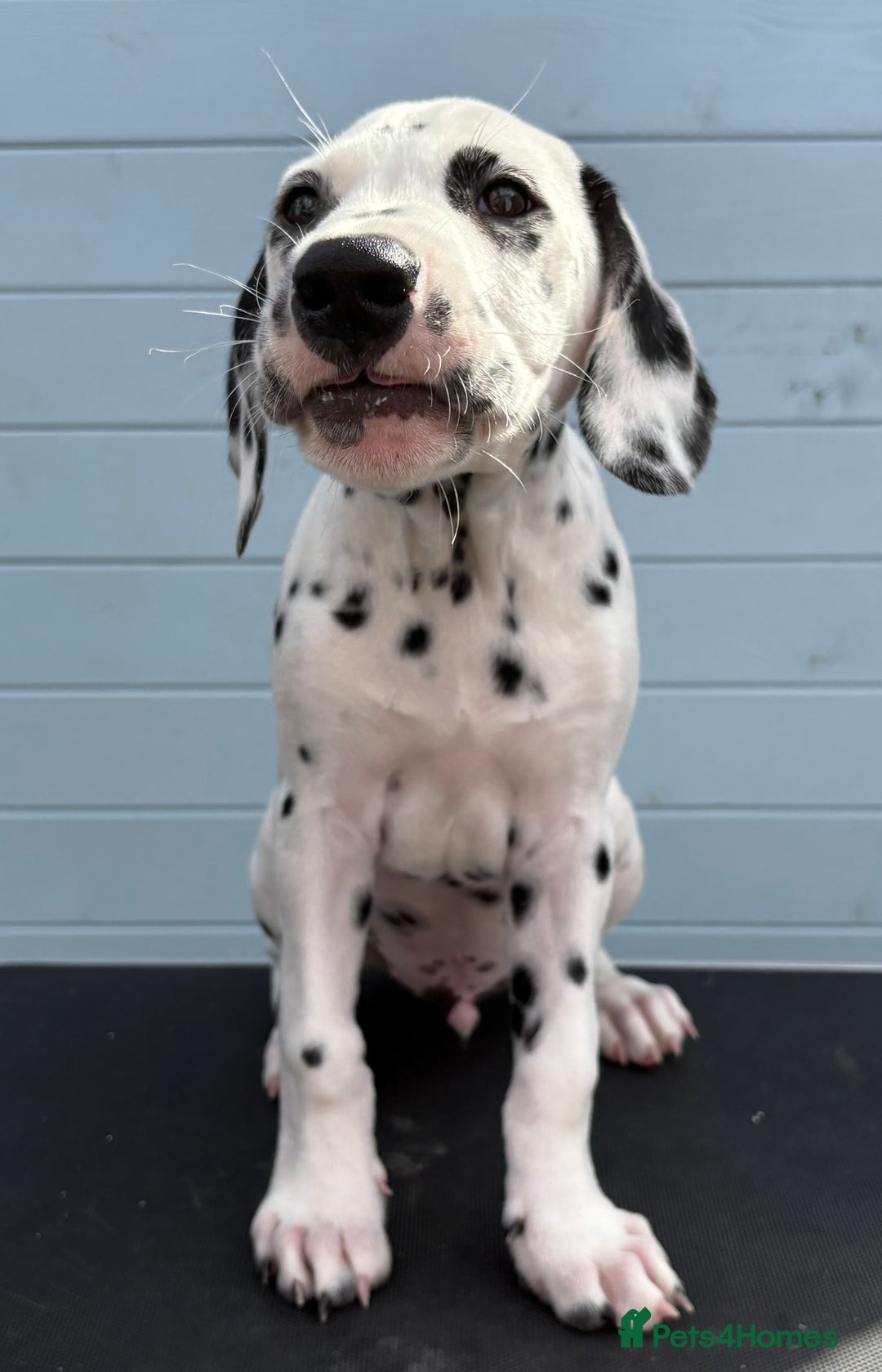 Dalmatian dogs for sale: One gorgeous KC registered Dalmatian puppy - Image 3