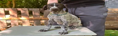 German Shorthaired Pointer 8