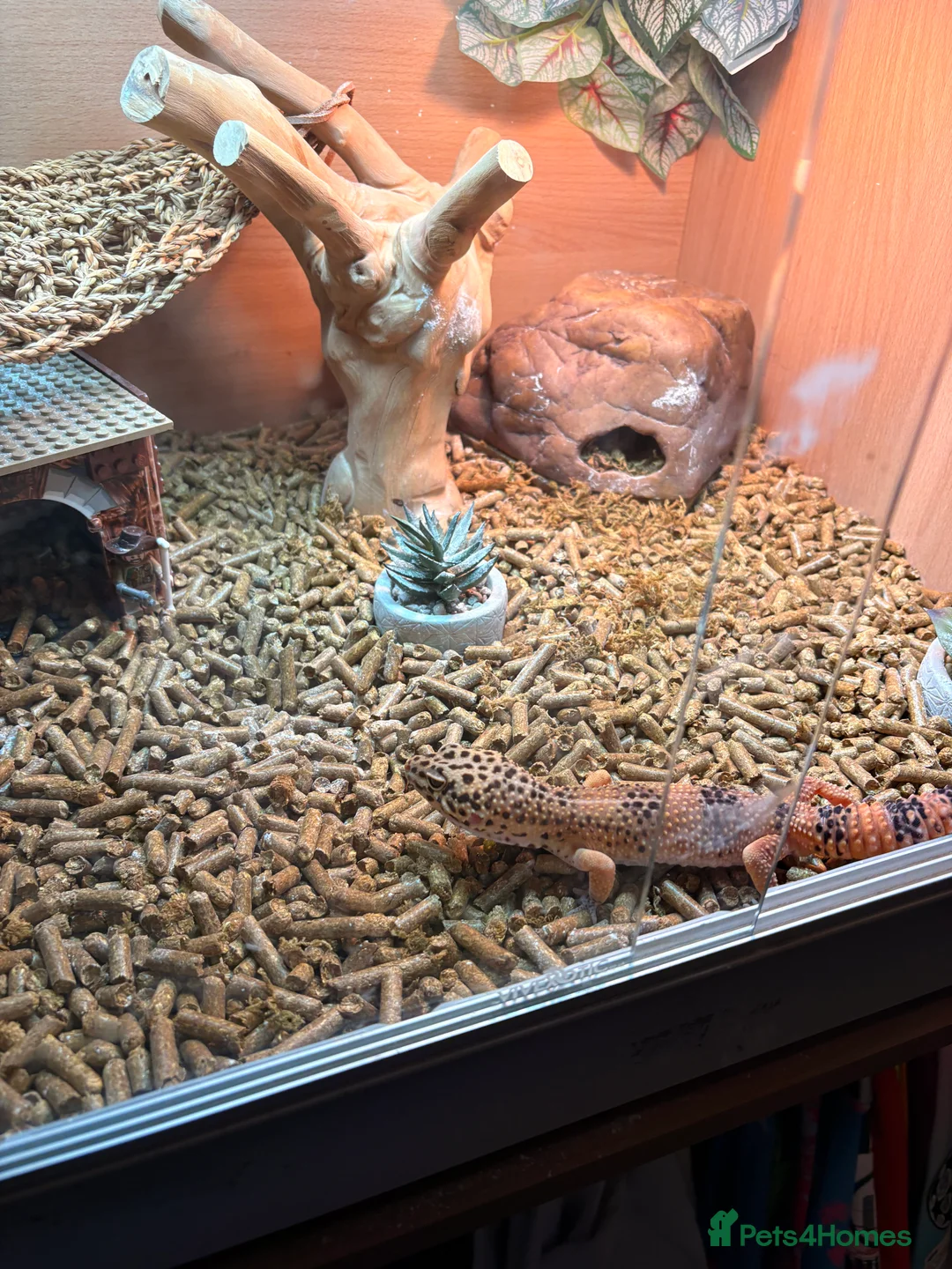 Leopard Gecko reptiles for sale: Male leopard gecko  - Advert 9