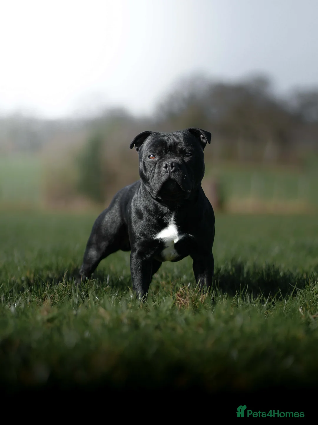Staffordshire Bull Terrier dogs for stud: Crufts qualified black stud carring blue  - Advert 1