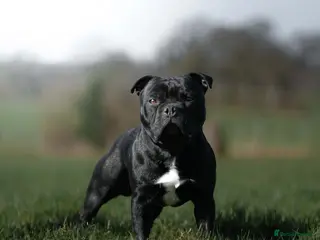 Staffordshire Bull Terrier dogs Champion sire black carrying blue Stafford stud - Advert 1