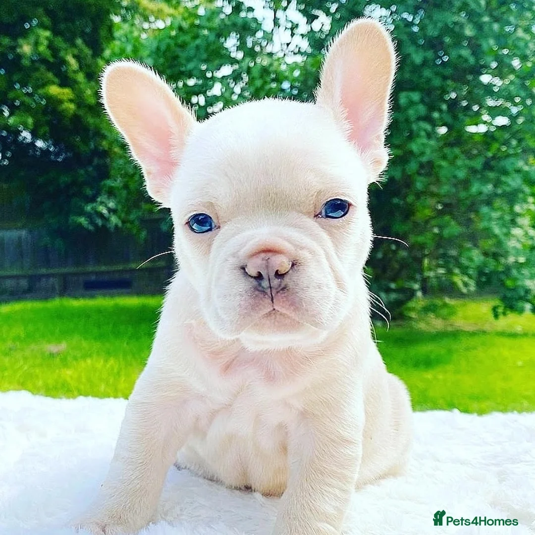 French Bulldog dogs for stud: 🔥 PLATINUM LILAC & TAN FLUFFY - WELL PROVEN- KC   in Blackpool - Advert 17