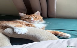Maine Coon cats for sale: Mainecoon young male rehoming ASAP - Image 3