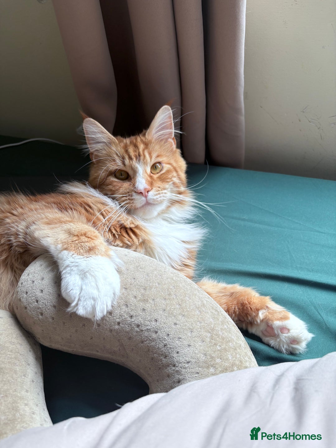 Maine Coon cats for sale: Mainecoon young male rehoming ASAP - Image 3