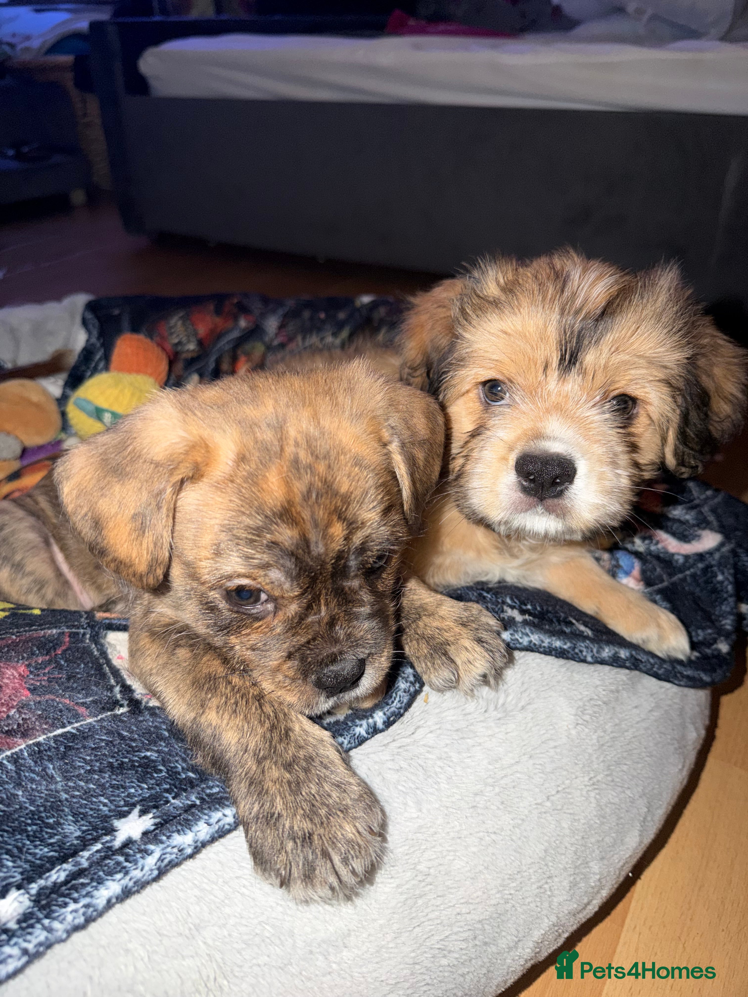 Mixed Breed dogs 💙2 Lovely male French bulldogs mixed💙  - Advert 20