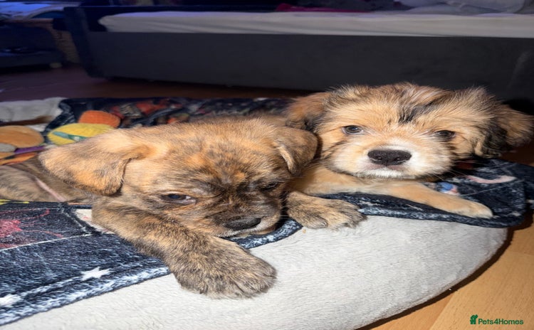 Mixed Breed dogs - Advert 15