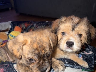 Mixed Breed dogs - Advert 6