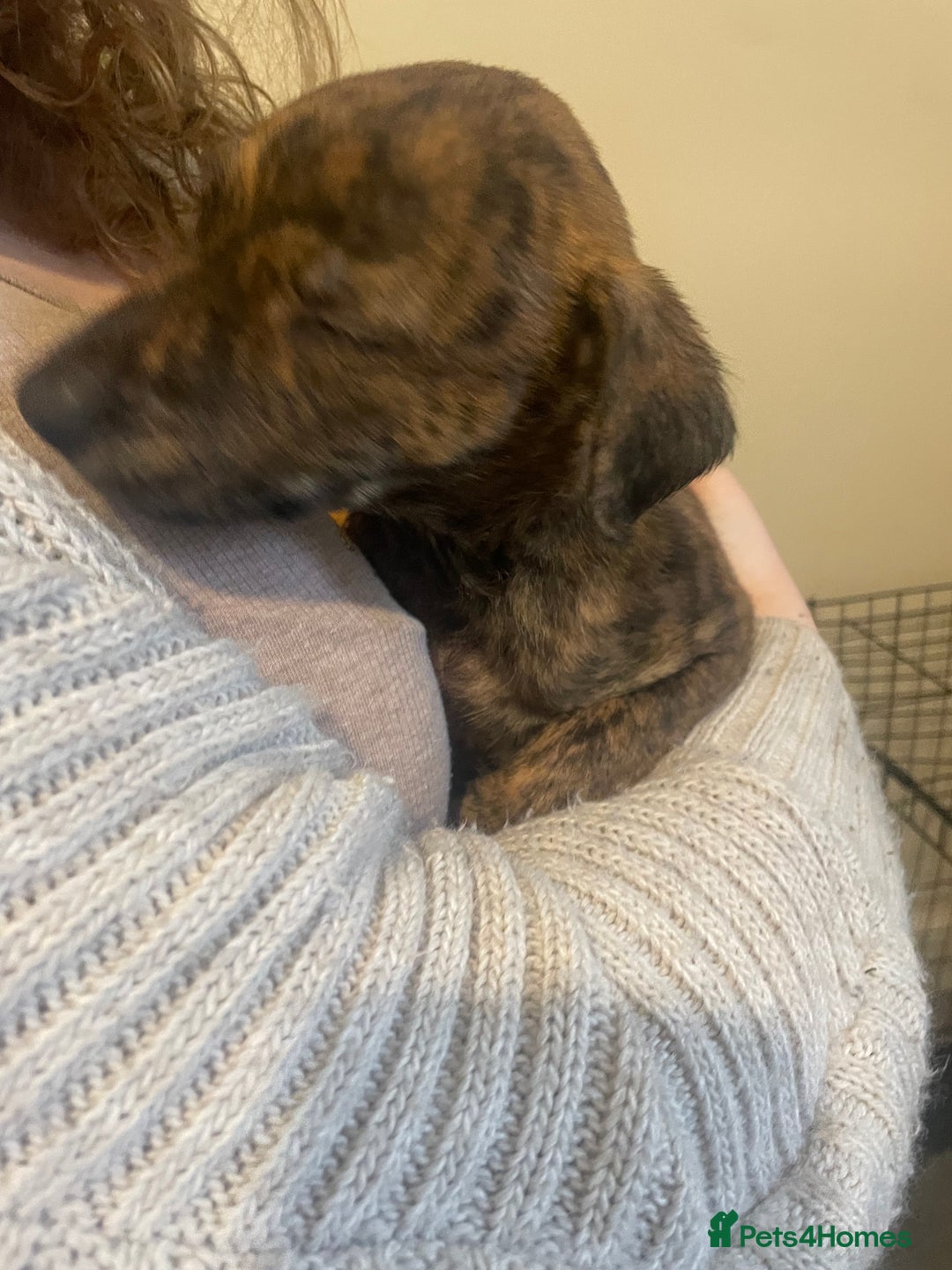 Lurcher dogs for sale: Greyhound/deerhound brindle lurchers - Advert 31