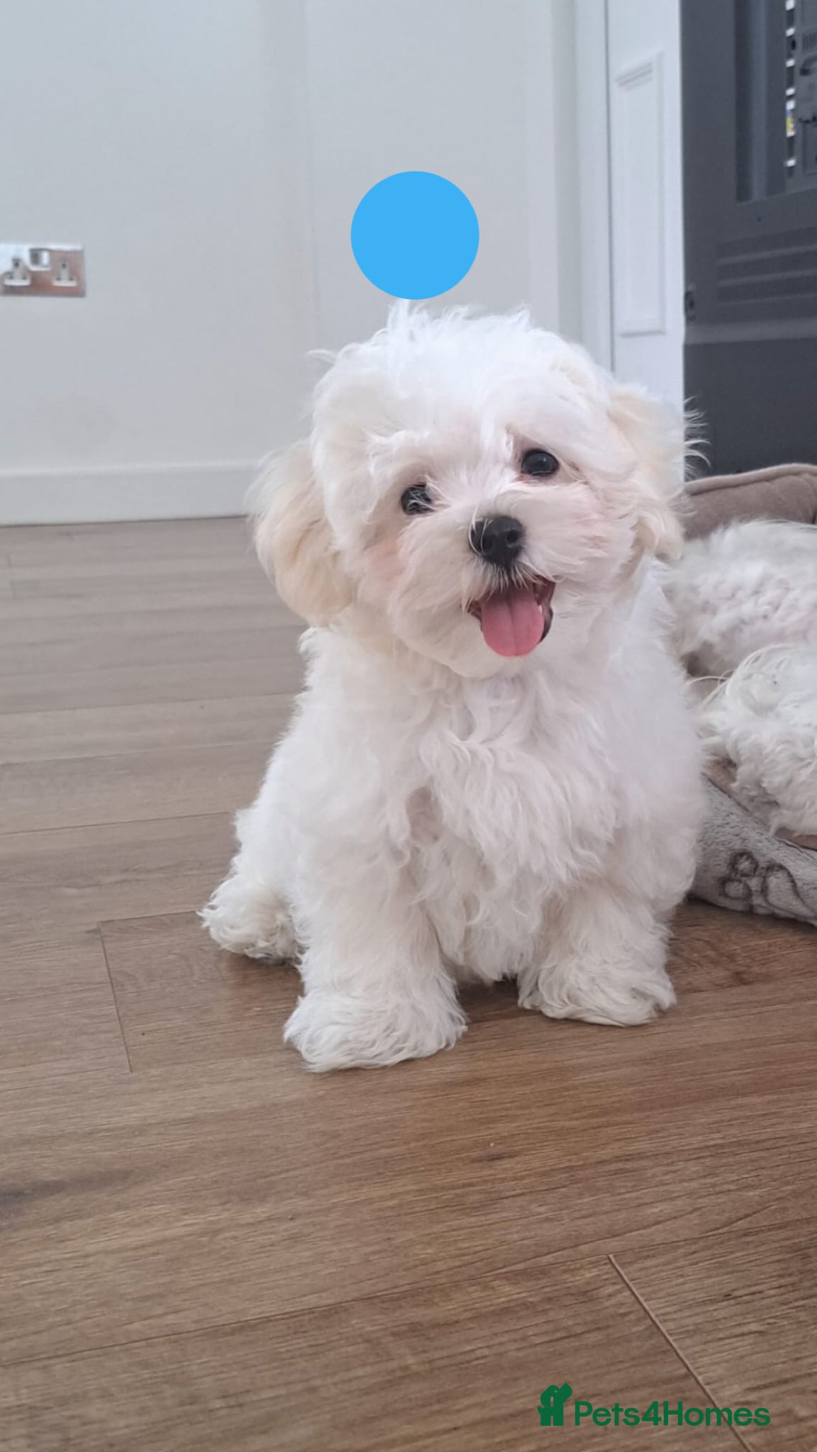 Maltese dogs 🐾❤️Beautiful Boys For Sale❤️🐾 - Advert 1