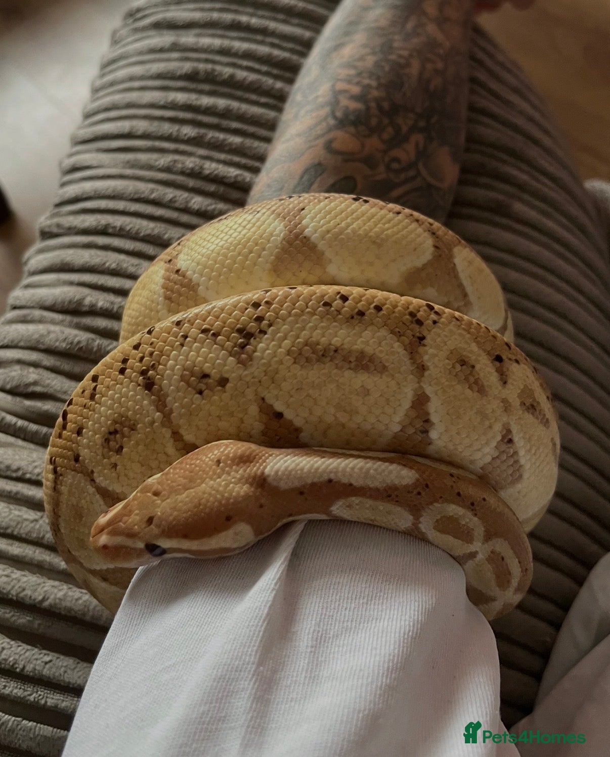 Python Snake reptiles 3 year old male banana ball python - Advert 1