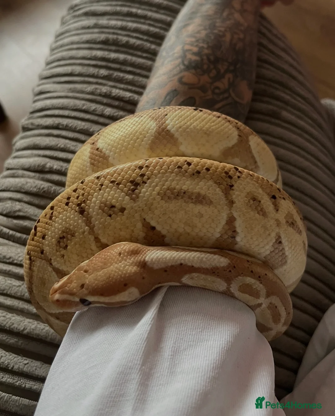 Python Snake reptiles for sale: 3 year old male banana ball python in Bury Saint Edmunds - Advert 1