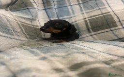 Miniature Dachshund dogs for sale: KC registered miniature dachshund For sale  - Image 3