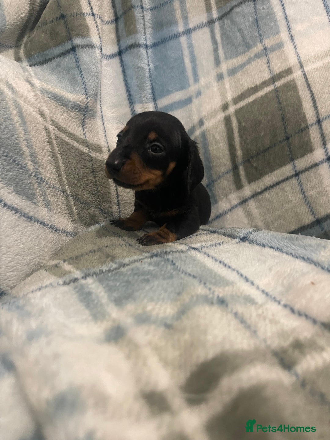 Miniature Dachshund dogs for sale: KC registered miniature dachshund For sale  - Image 3