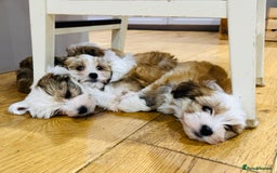 Havanese dogs for sale: Havanese Puppies - KC Reg, Champ Show Lines - Image 4