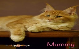 Maine Coon cats for sale: 🐾🦁 *TICA REG* GINGER MAINE COON KITTENS🦁🐾 - Image 18