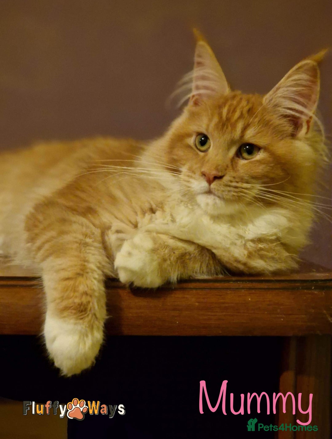 Maine Coon cats for sale: 🐾🦁 *TICA REG* GINGER MAINE COON KITTENS🦁🐾 - Image 18