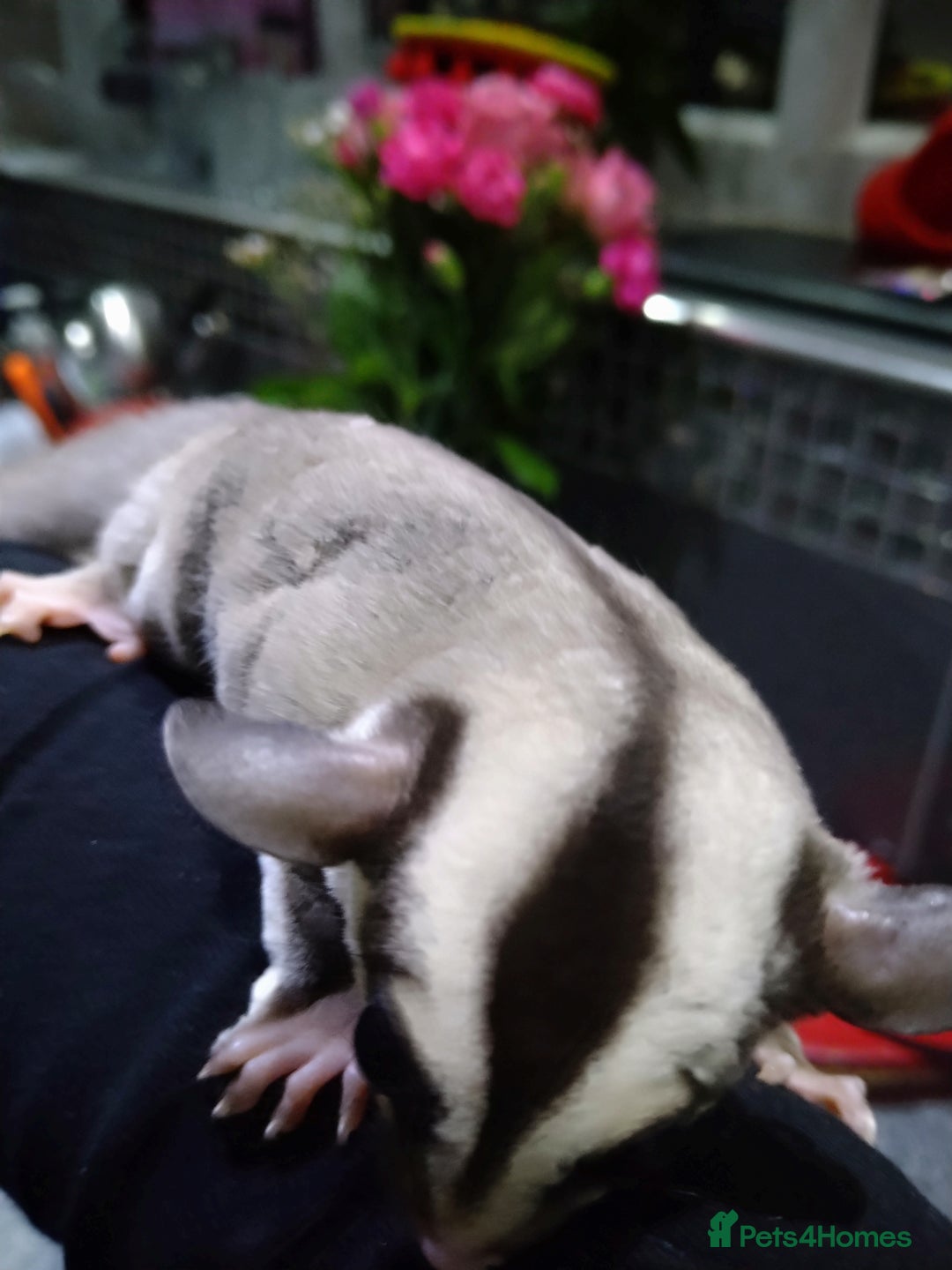 Sugar Glider rodents for sale: Stunning baby sugar glider  - Advert 8