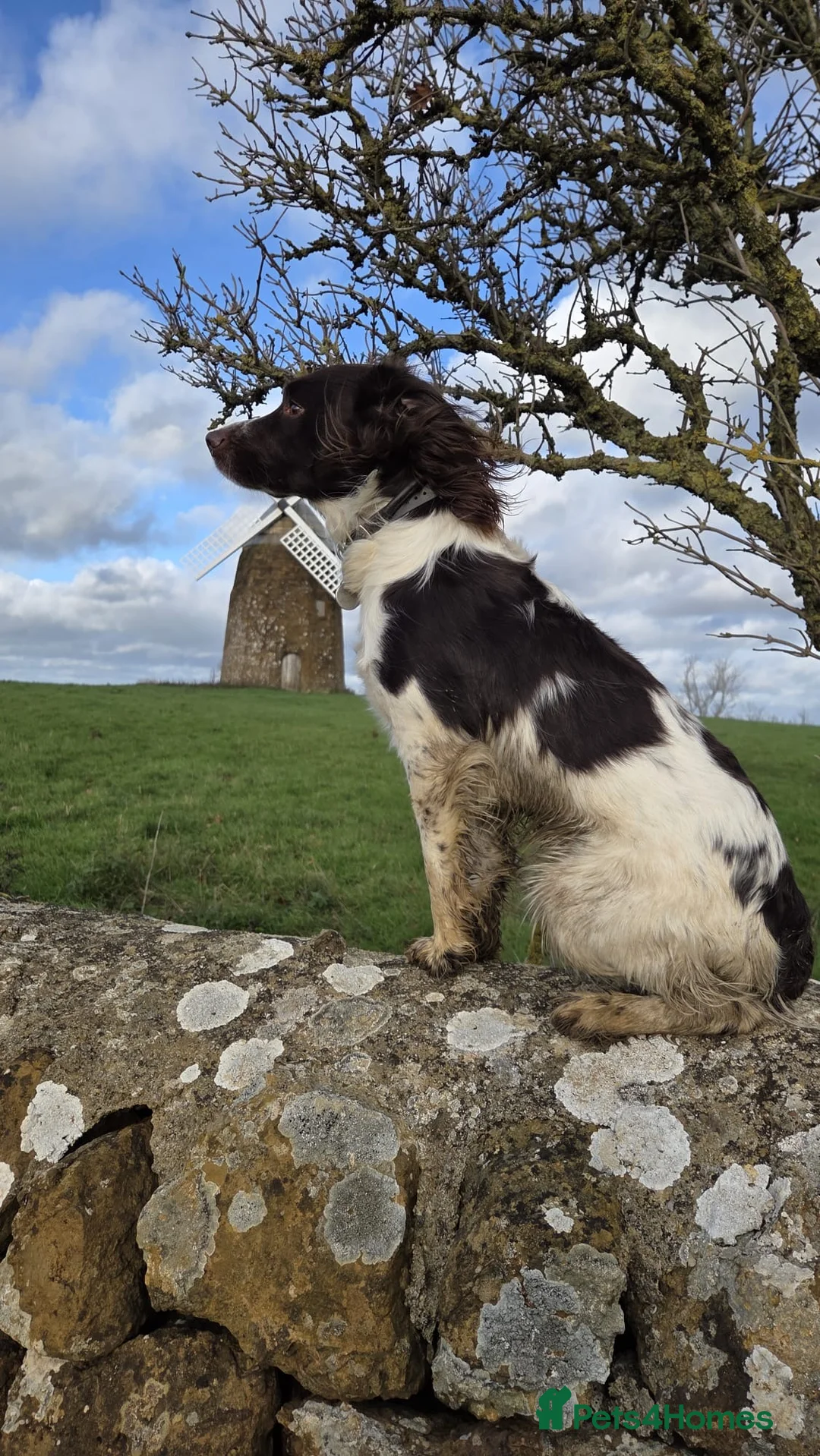 English Springer Spaniel dogs for sale: Gorgeous Working Springer Spaniel Pups! - Advert 11