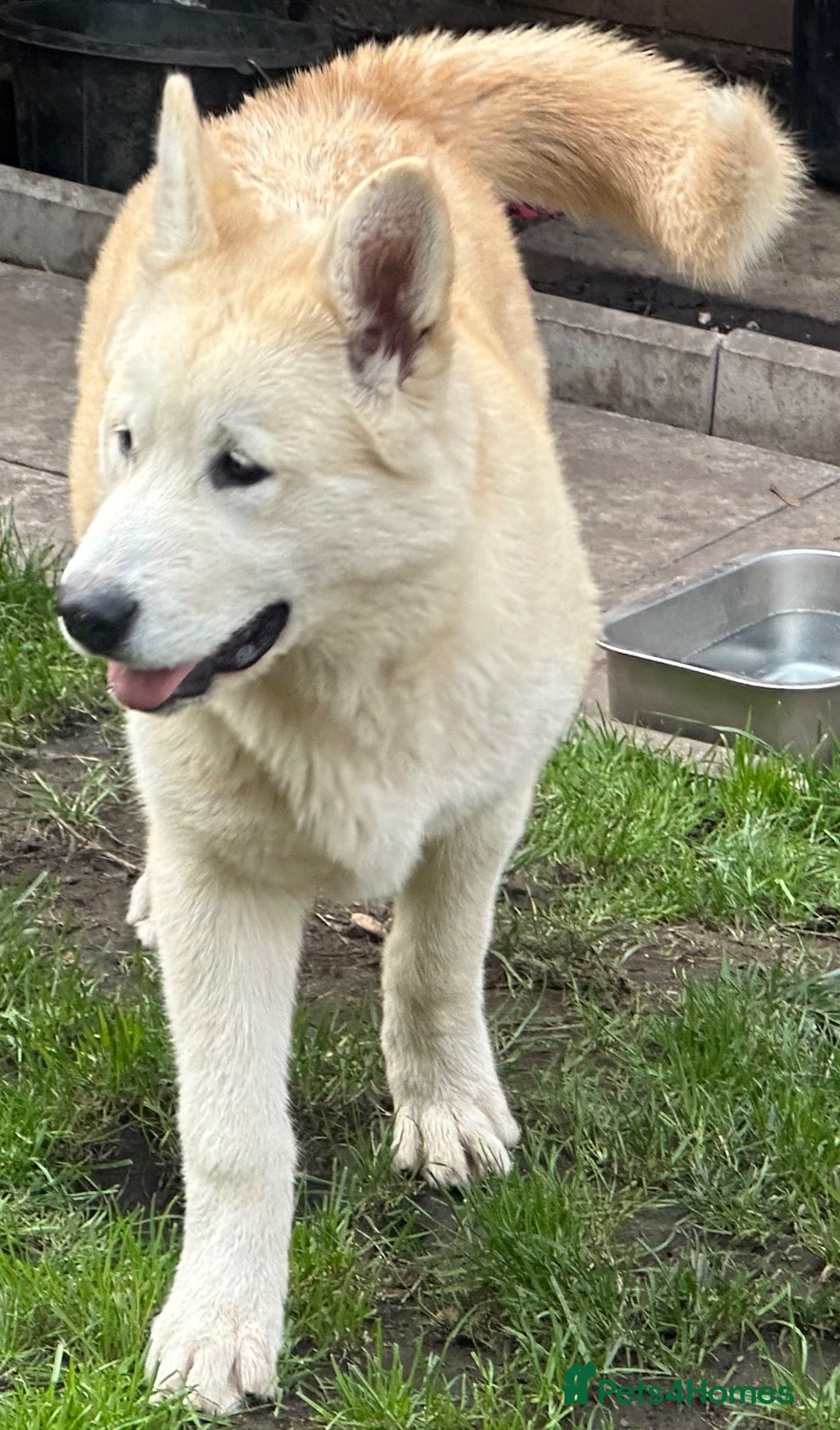 Alaskan Malamute dogs 1 female remaining - Advert 2