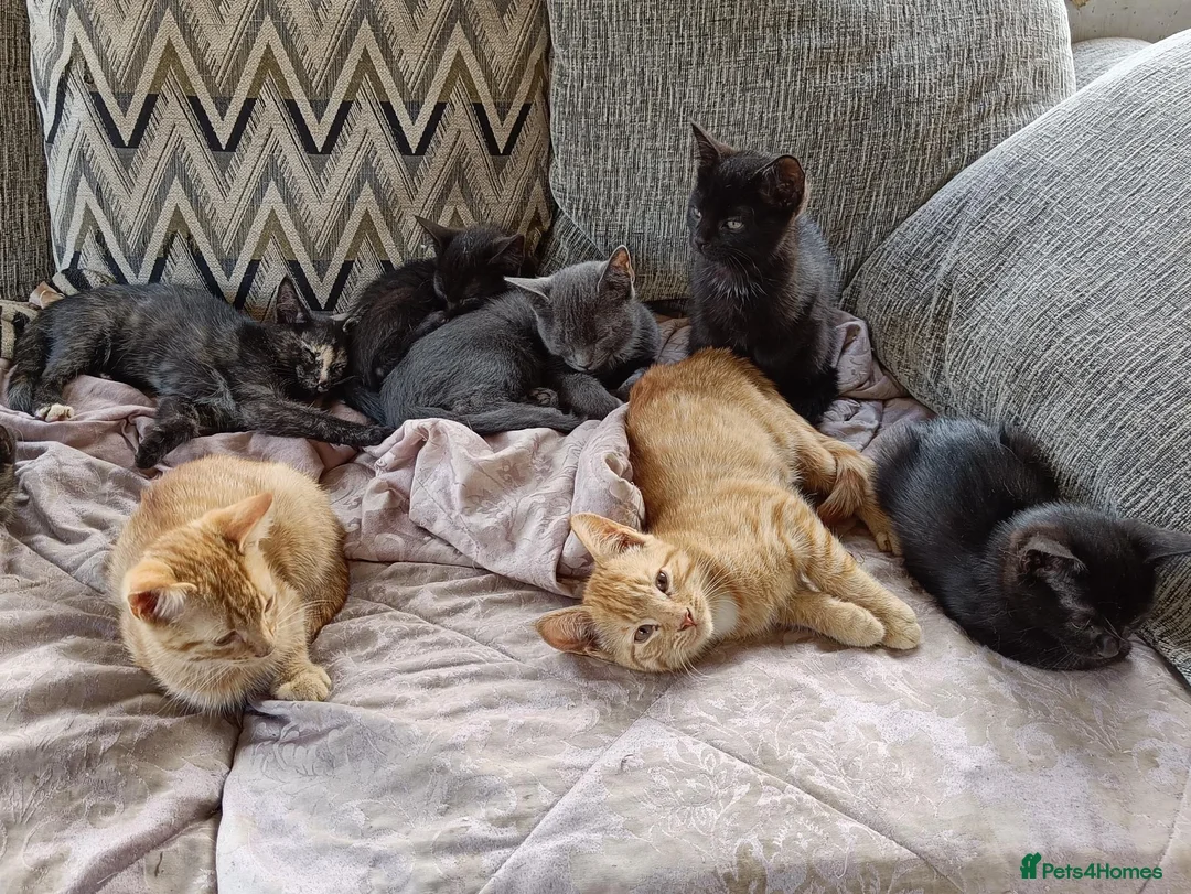 Mixed Breed cats for sale: Kittens for sale, suitable for home or farm. in Church Stretton - Advert 2