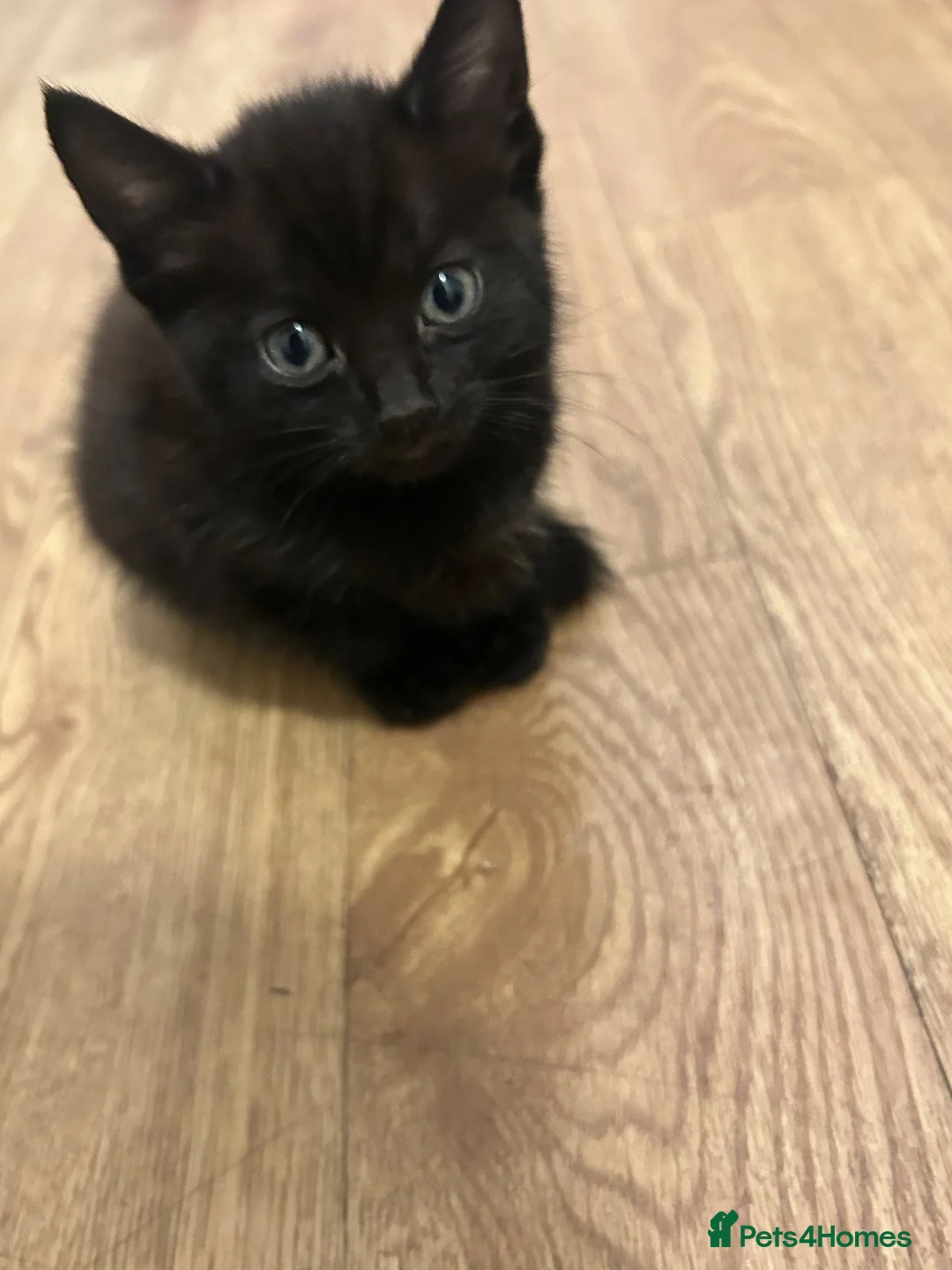 British Shorthair cats for sale: 3 Kittens For Sale Ready Now  - Advert 1