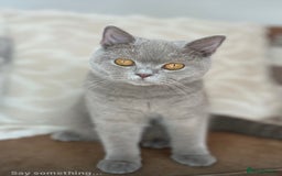 British Shorthair cats for sale: GCCF Active Lilac British Shorthair - Image 1