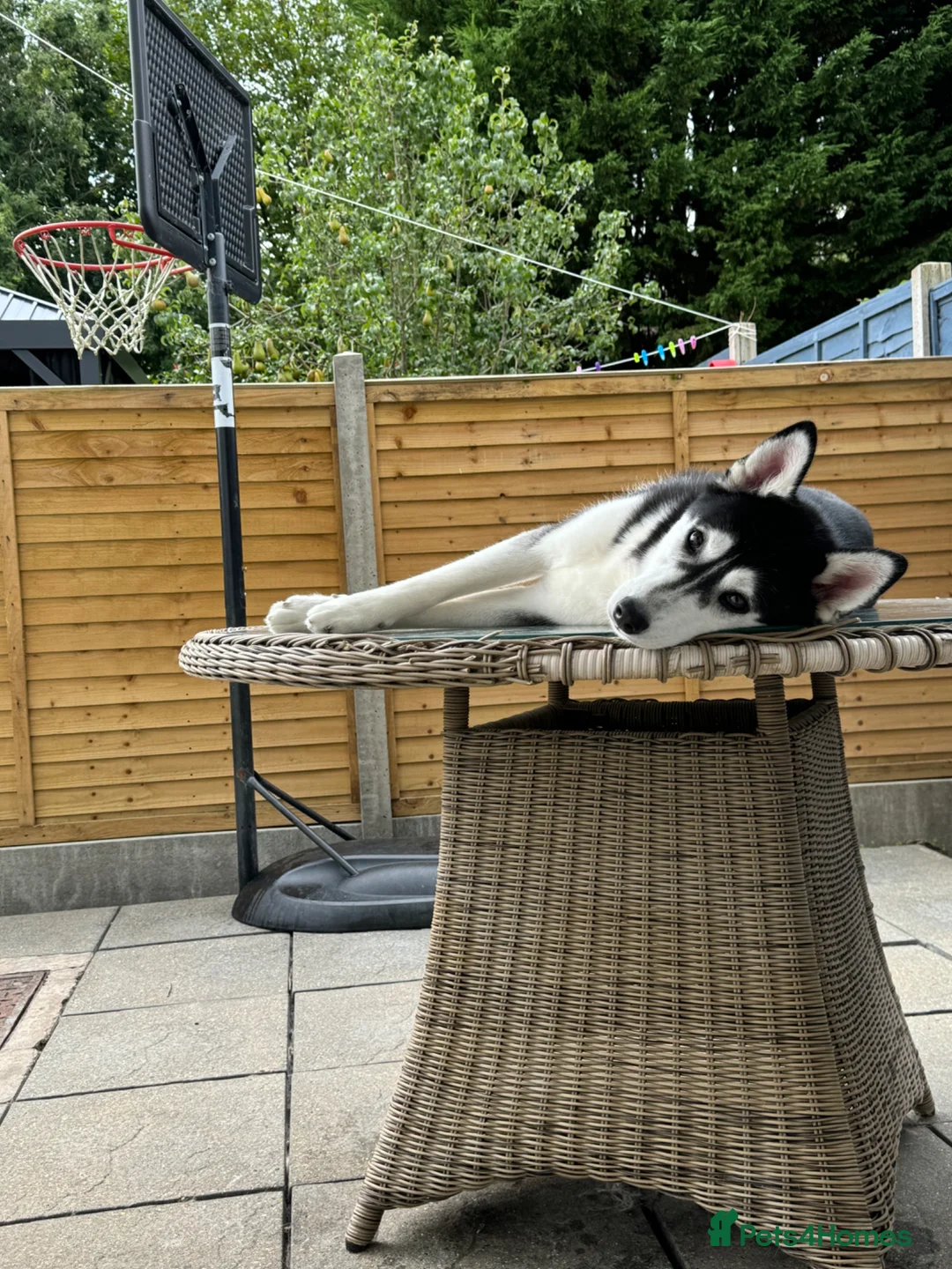 Siberian Husky dogs for sale: Excellent homes needed for Siberian huskies  - Advert 4