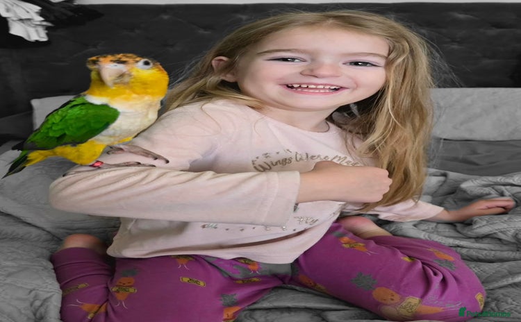Parrots birds - Advert 8