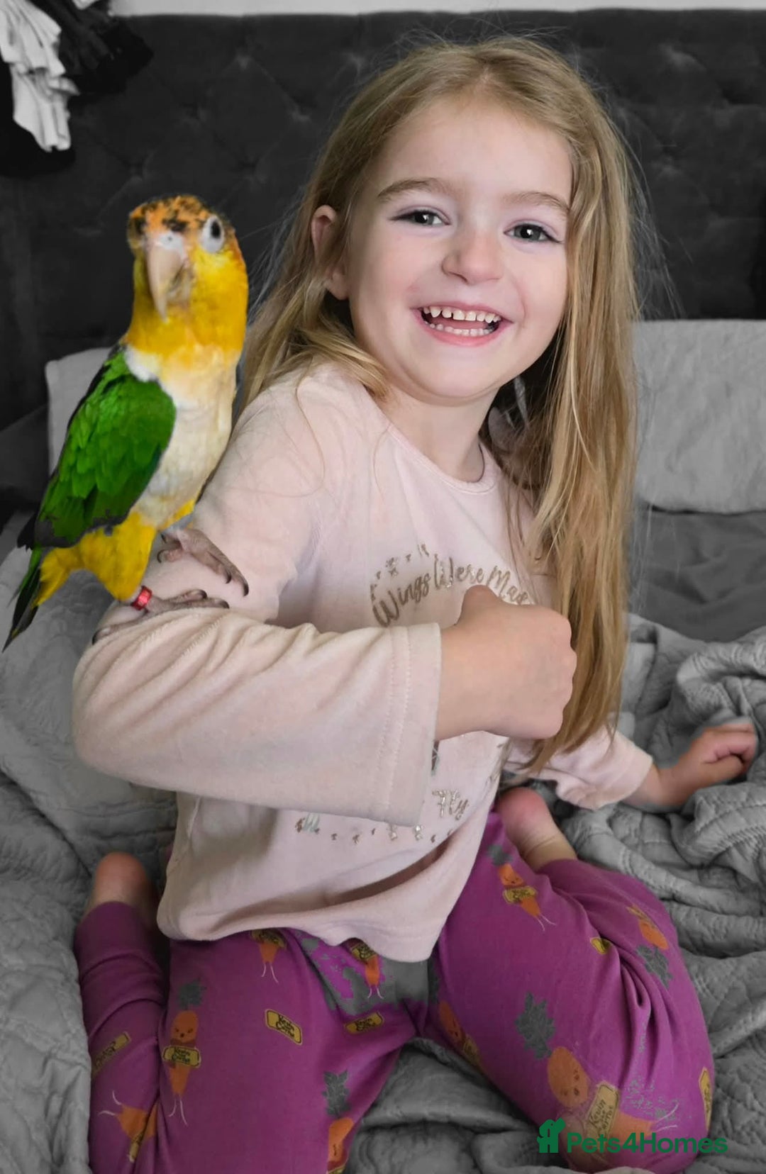 Parrots birds for sale: Handreared Yellow Thighed Caique - Image 1