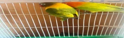 Lovebirds birds for sale: Breeding pair lovebirds  in Castleford - Advert 3