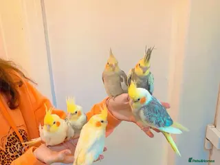 Cockatiels birds Cockateils - Advert 8