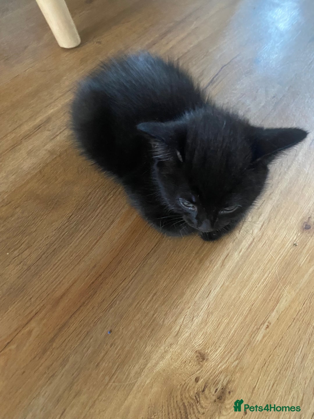 Russian Blue cats for sale: Russian blue cross bengal kittens - Image 15