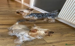 Yorkshire Terrier dogs for sale: Yorkshire terrier mini 1 female 3 male puppies  - Image 3