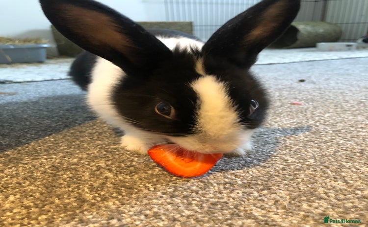 Dutch rabbits - Advert 1