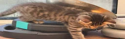 Mixed Breed cats for sale: Kitten in Saint Ives - Advert 6