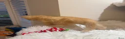 Mixed Breed cats for sale: Beautiful kittens looking for forever homes - Advert 9