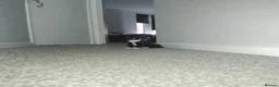 Domestic Shorthair cats for sale: Theora and the Theo-ettes - Advert 12